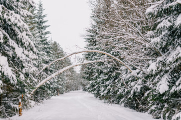 Fabulous magic fairy tale winter forest. Beautiful picturesque wintertime wild nature landscape....