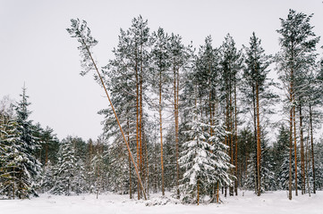 Fabulous magic fairy tale winter forest. Beautiful picturesque wintertime wild nature landscape....