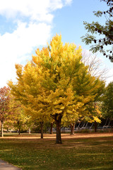 Naklejka premium Ginkgobaum, Ginkgo biloba