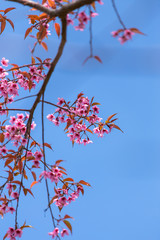 Prunus cerasoides, pink flowers with blue sky It blooms in January and February each year.