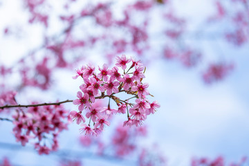 Obraz premium Prunus cerasoides, pink flowers with blue sky It blooms in January and February each year.