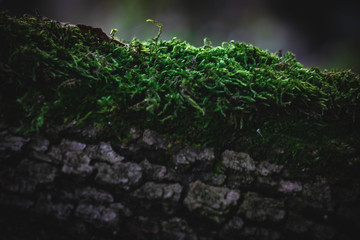 moss in the undergrowth