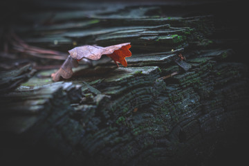 leaf in the undergrowth