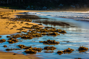 Seaweed on beach