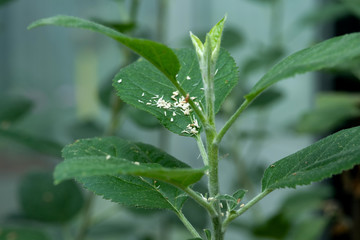 Wirtspflanze zur Anzucht von Bakterien, im Gewächshaus zur überwinterung