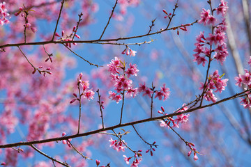 Prunus cerasoides, pink flowers with blue sky It blooms in January and February each year.