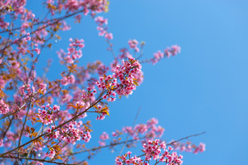 Prunus cerasoides, pink flowers with blue sky It blooms in January and February each year.