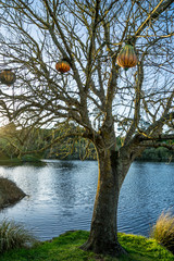 lake in the forest