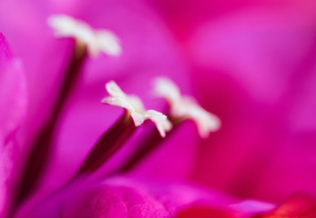 Fototapeta premium Purple flower three stamen close-up centre focus