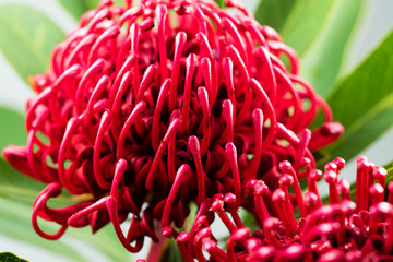 Close-up of Australian native red waratah bloom