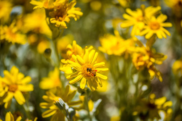 Yellow blooms with bees