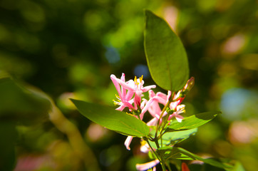 Beautiful, fragrant, pink Lonicera caprifolium perfolium honeysuckle buds with a natural background...