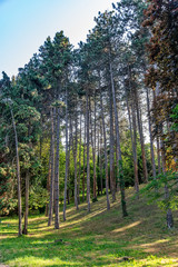 Naklejka premium Travel, Sremski Karlovci, Serbia - 'Dvorska basta' - Royal Garden, National park