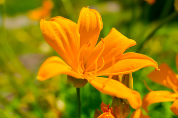 Beautiful orange lily flowers in the summer garden, photo