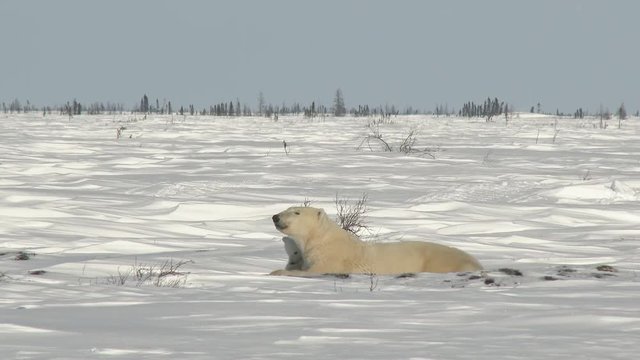 Polar Bear (Ursus maritimus) mother resting with three months old cub on Tundra. Lock shot.
