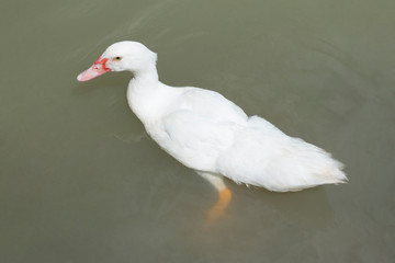 One white duck swimming in pond. White duck floating in water.