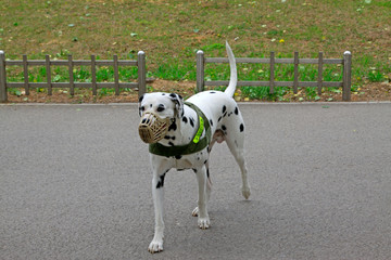 pet dalmatians on the ground