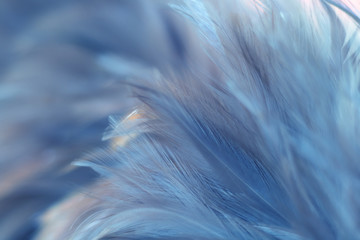 Blur Bird chickens feather texture for background, Fantasy, Abstract, soft color of art design.