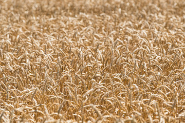 穀物テクスチャ