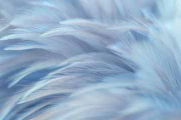 Blur Bird chickens feather texture for background, Fantasy, Abstract, soft color of art design.