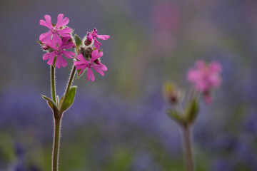 Red Campion In Flower