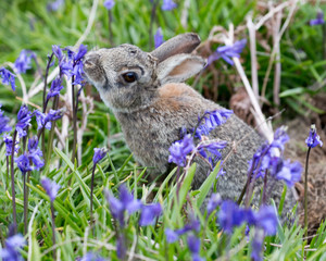Rabbit Amongst The Bluebells © johnp33