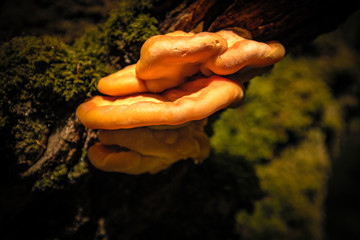 Birch Polypore