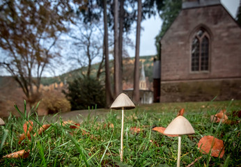 Mushrooms in front of the church