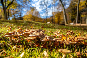 Mushrooms in the morning