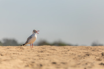 Mouette sur la plage
