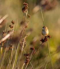 Acrocephalus schoenobaenus "Felosa-dos-juncos" at morning light in Cavado River estuary, Esposende, Portugal.