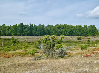 Laesoe / Denmark: Grove in the coastal wetland of Holtemmen in the dry summer of 2018