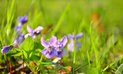 spring blue flowers