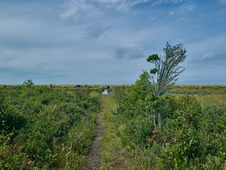 Fototapeta premium Laesoe / Denmark: Lush vegetation the green coastal wetland of Holtemmen