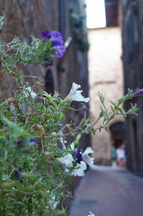 Street of the historical village of San Gimignano, Tuscany, Italy