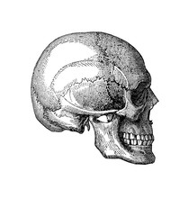 Vintage illustration of anatomy, human skull lateral view © acrogame