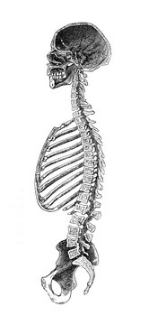 Vintage illustration of anatomy, human bone longitudinal cut