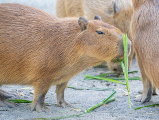 Cute Capybara (biggest mouse) eating and sleepy rest in the zoo, Tainan, Taiwan, close up shot