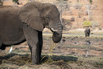 Elephants on Chobe National Park