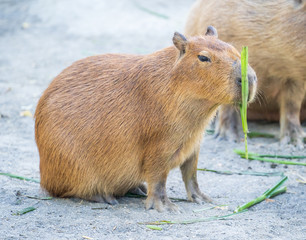 Cute Capybara (biggest mouse) eating and sleepy rest in the zoo, Tainan, Taiwan, close up shot