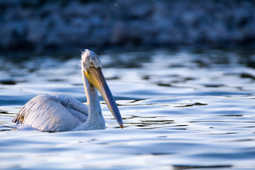 CLOSE PORTRAIT OF SINGLE PELICAN, Pelecanidae ON SUNSET