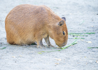 Cute Capybara (biggest mouse) eating and sleepy rest in the zoo, Tainan, Taiwan, close up shot