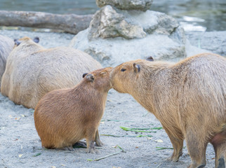 Cute Capybara (biggest mouse) eating and sleepy rest in the zoo, Tainan, Taiwan, close up shot
