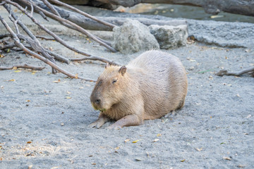 Cute Capybara (biggest mouse) eating and sleepy rest in the zoo, Tainan, Taiwan, close up shot