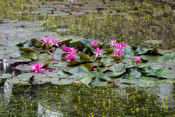 Laos - Luang Prabang - Lotusblumen im Königspalast