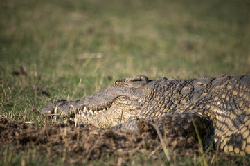 Crocodile  on Chobe National Park