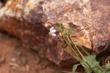 Flower of Hibiscus pycnostemon