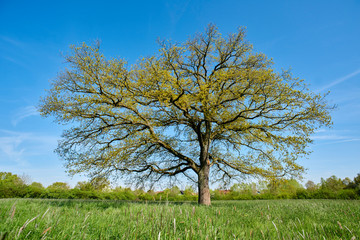 Eiche in Frühling