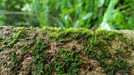 moss