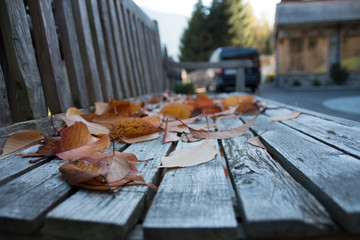 Leaves on a bench.